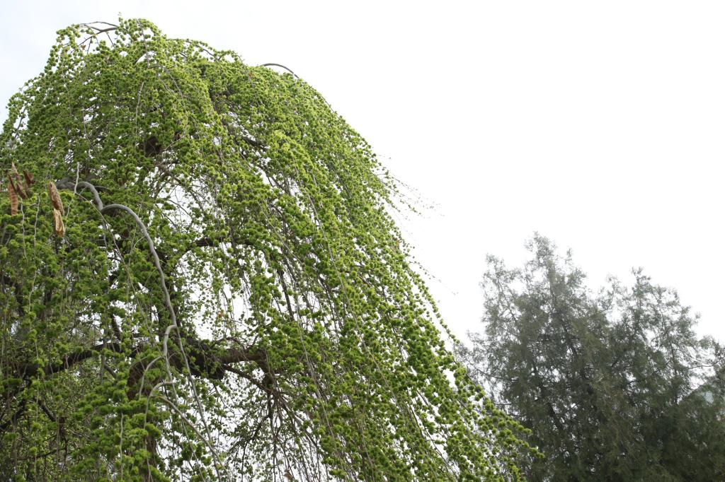 榆钱满树百花开,宝塔层层立高。