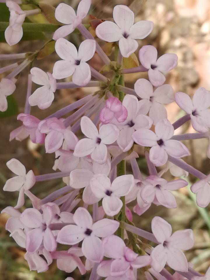 殷勤解却丁香结,纵放繁枝散诞春。