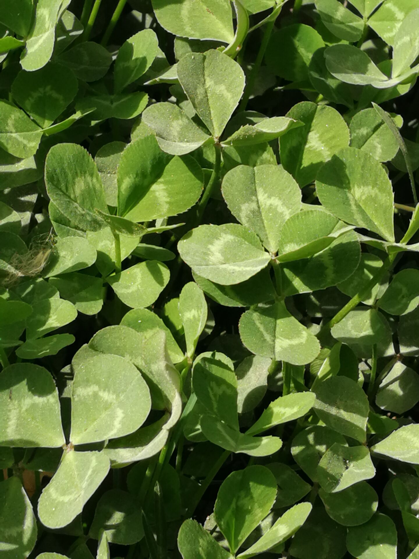 三叶草也在等你哦!