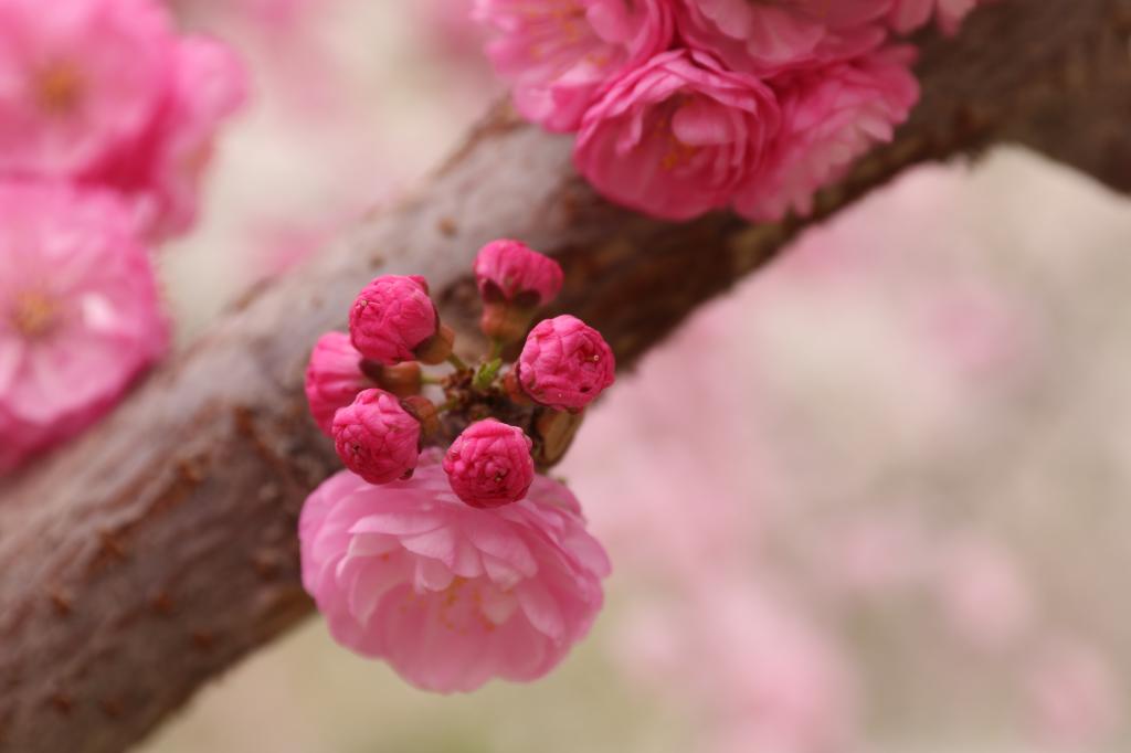 你还没有开吗?你在等什么?---榆叶梅