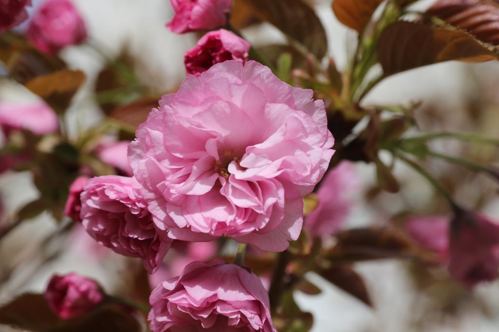 快来校园看樱花!