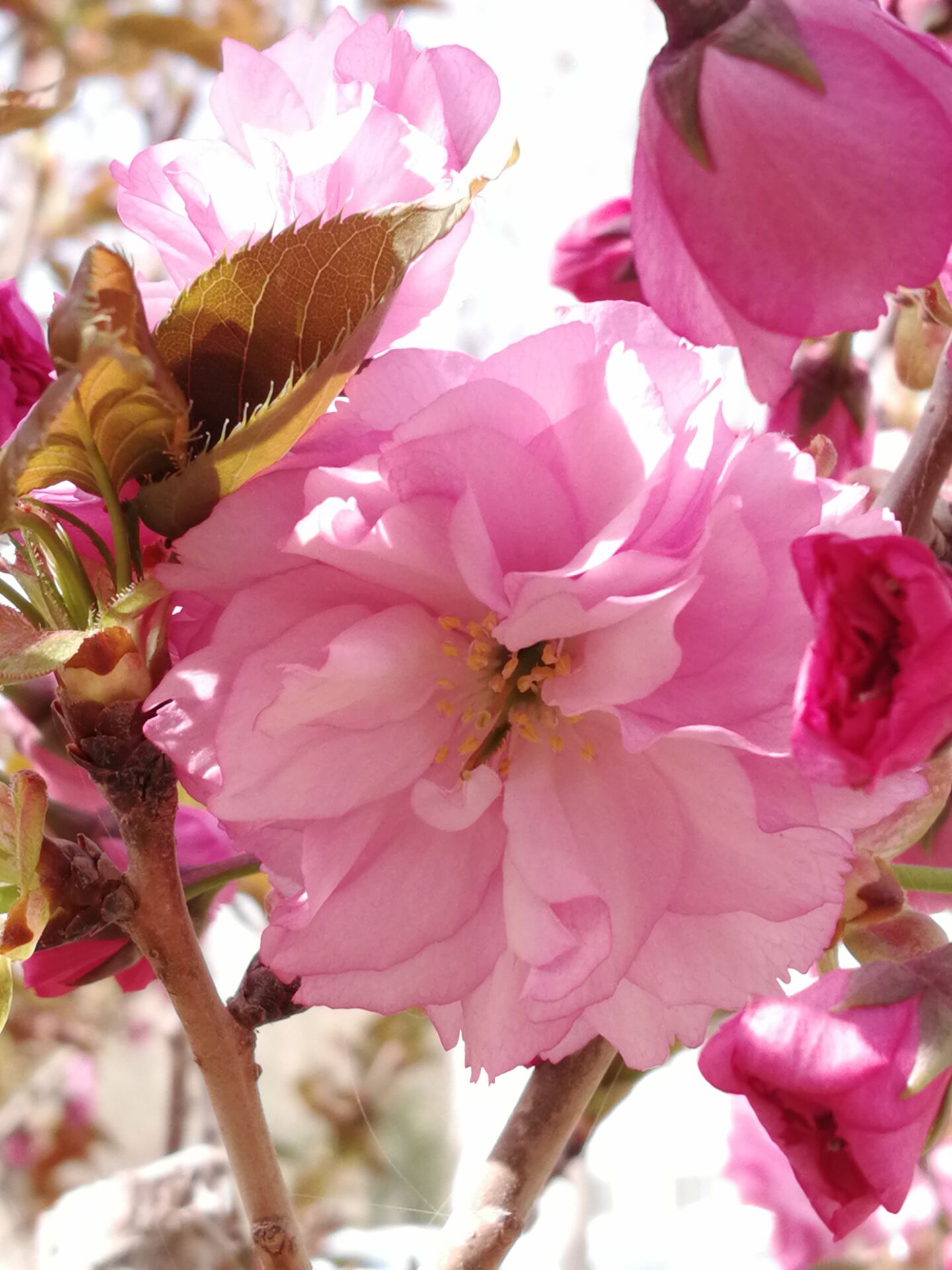 粉色的樱花,芊芊花蕊,几点褐红,越过青春的懵懂。