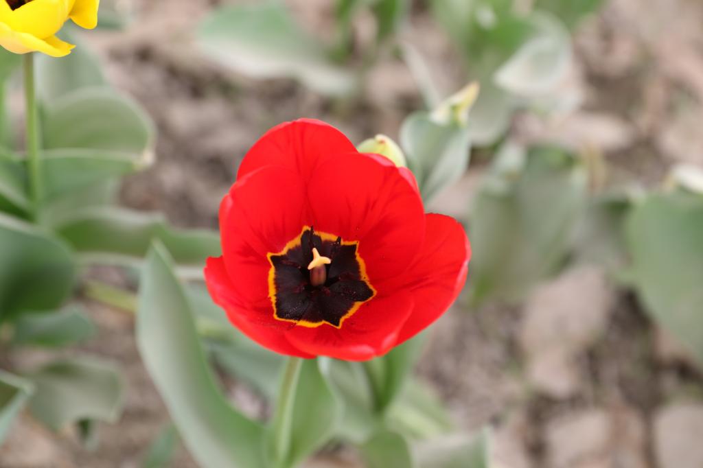 热情的红色,正如学校等你的心。