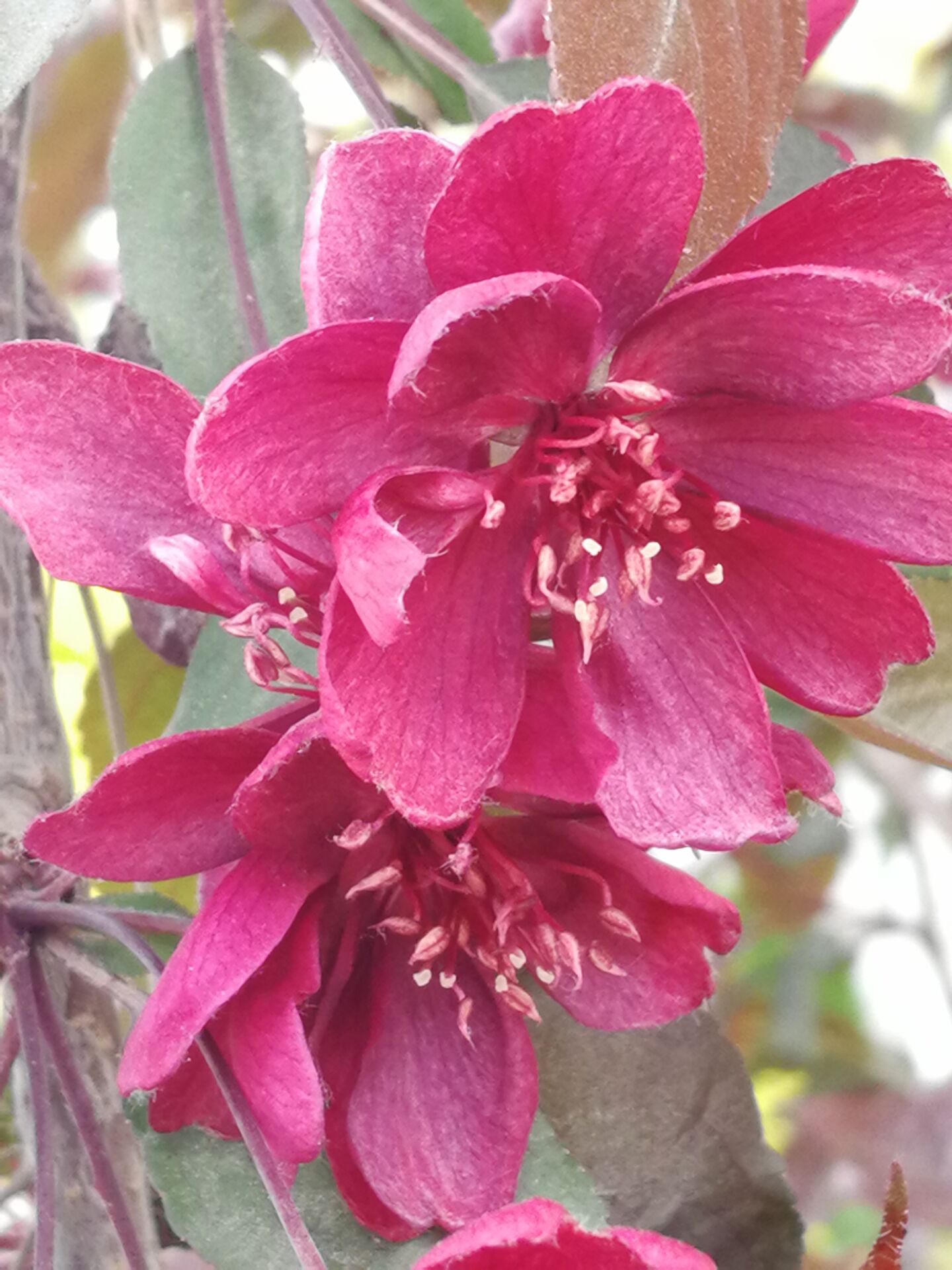 最是那一抹姹紫嫣红。