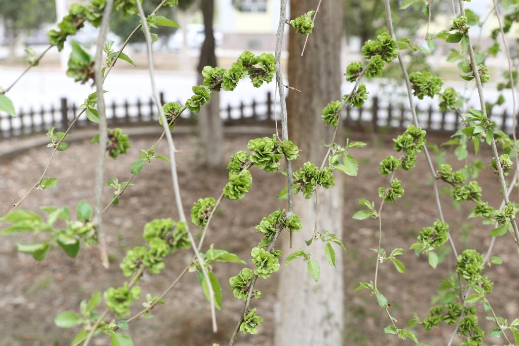 吃货们再不来,榆钱都没了,只能吃树叶…了…