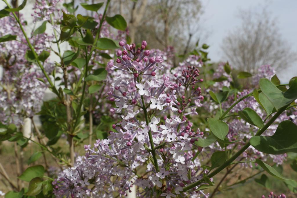 你说你最爱丁香花!