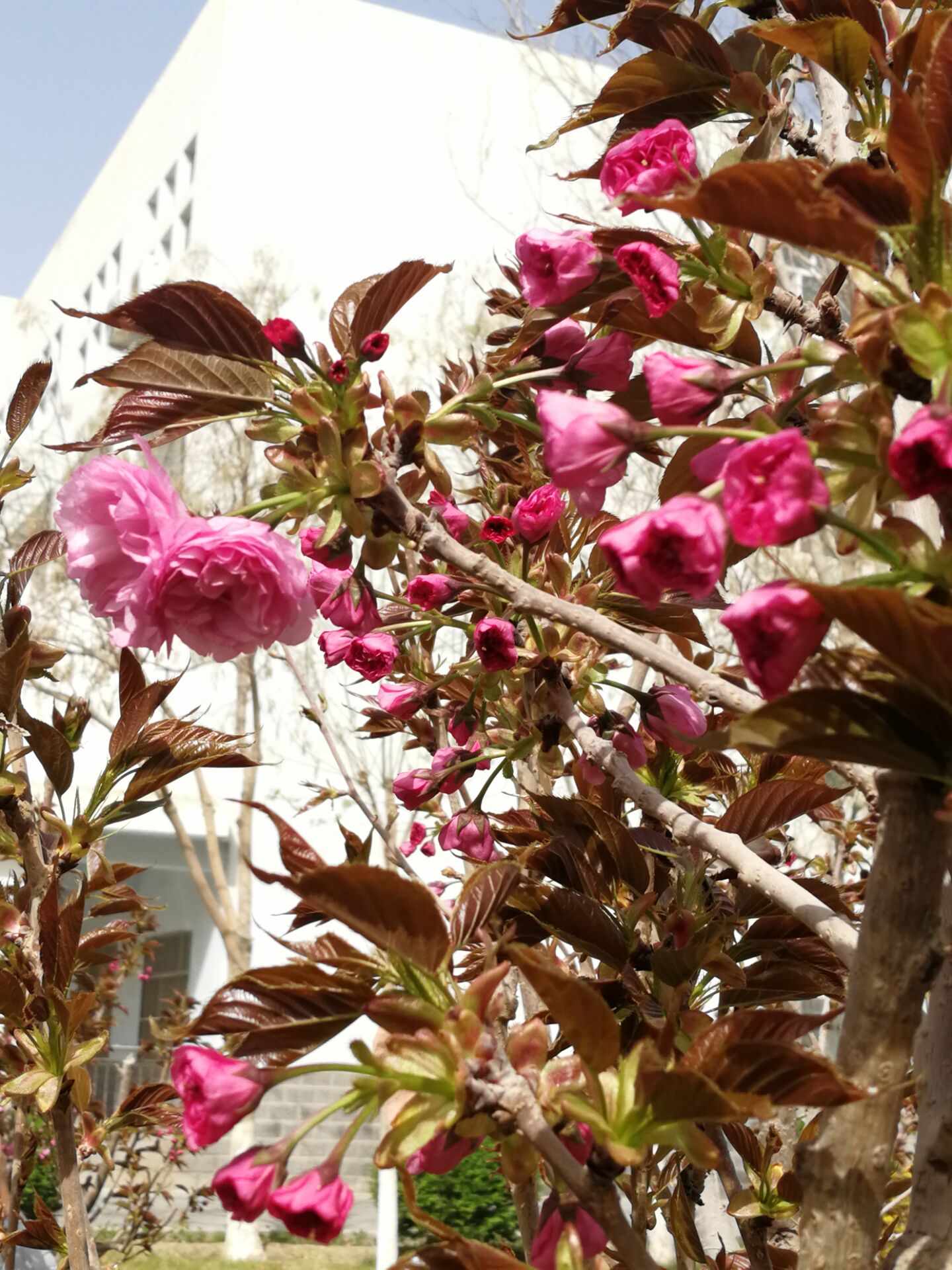 原来这就是传说中的樱花!