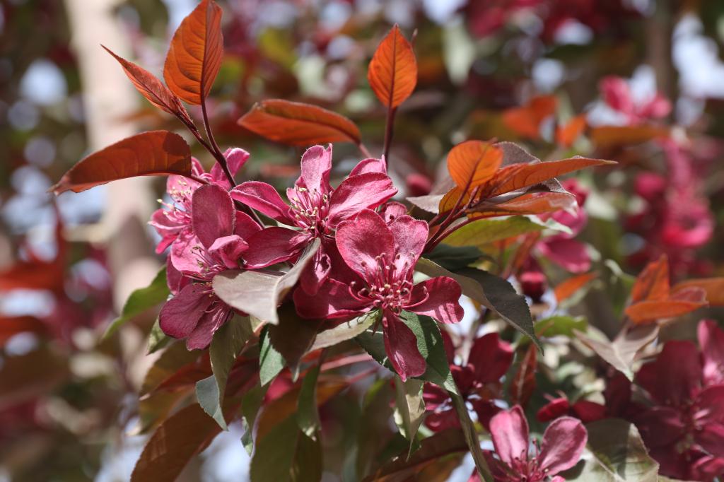 人事推移无旧物,年年春至绿垂丝---垂丝海棠