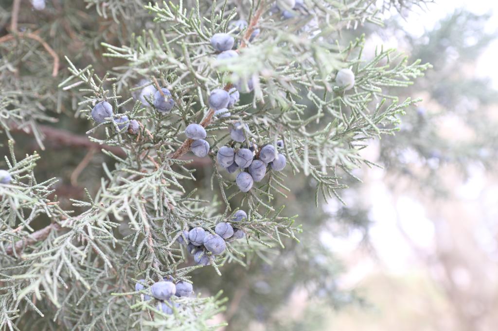 圆柏果,可入药。