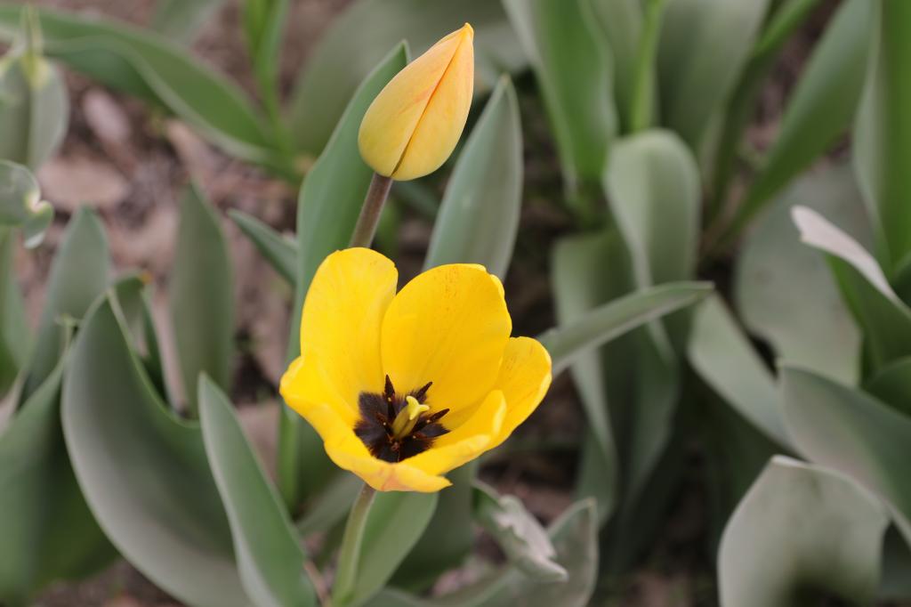 总有一枝等到你!