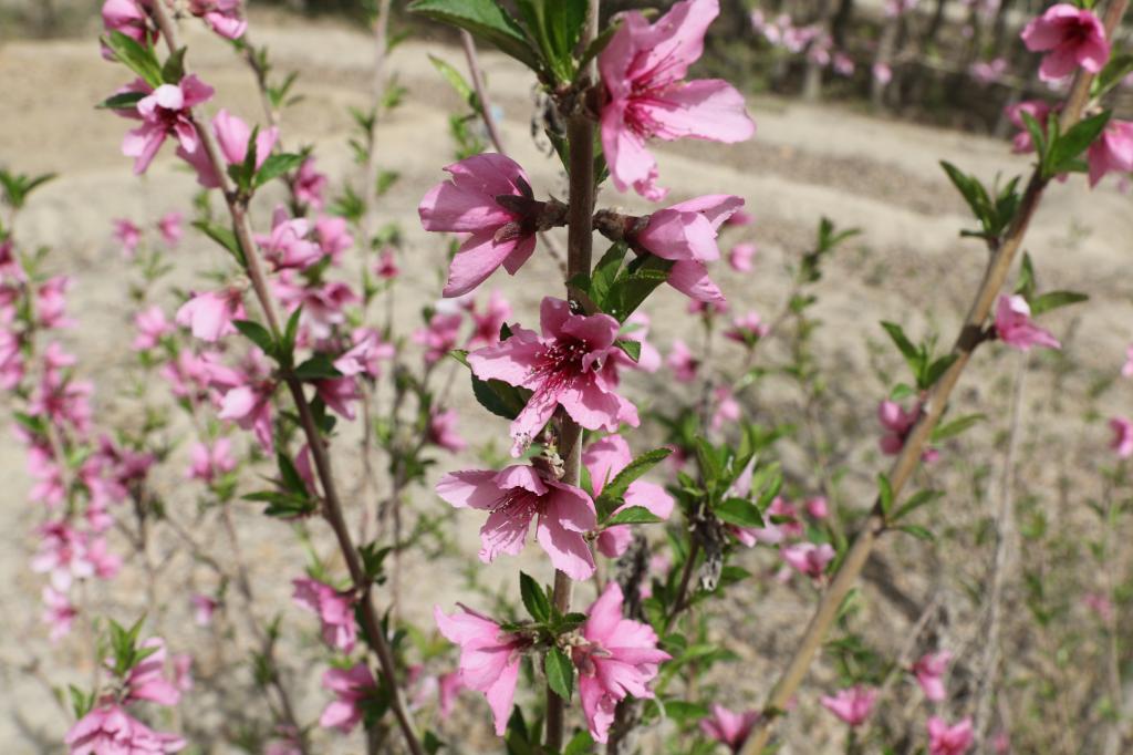 儿时的梦---桃花岛