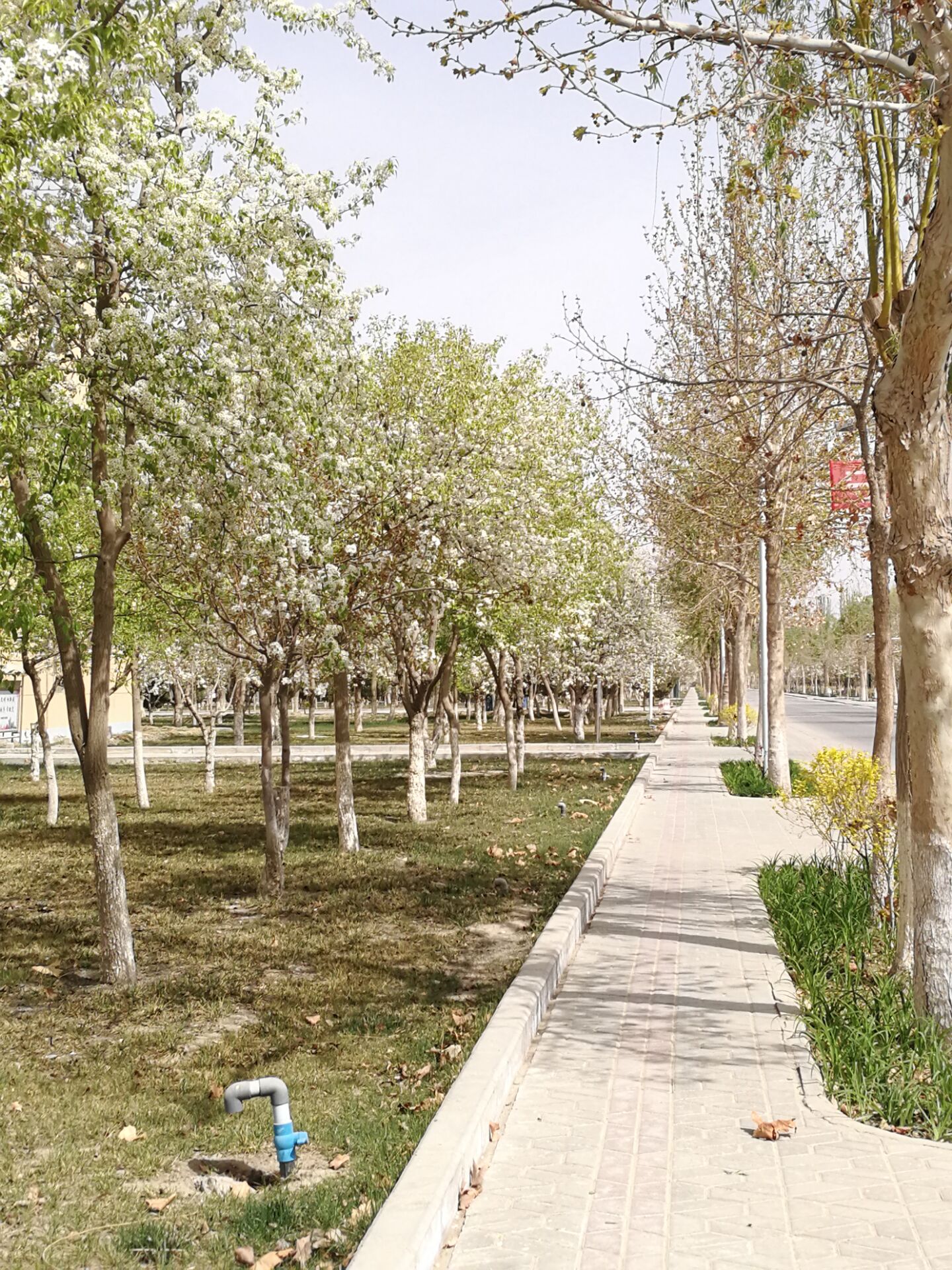 你想念的林荫小道!