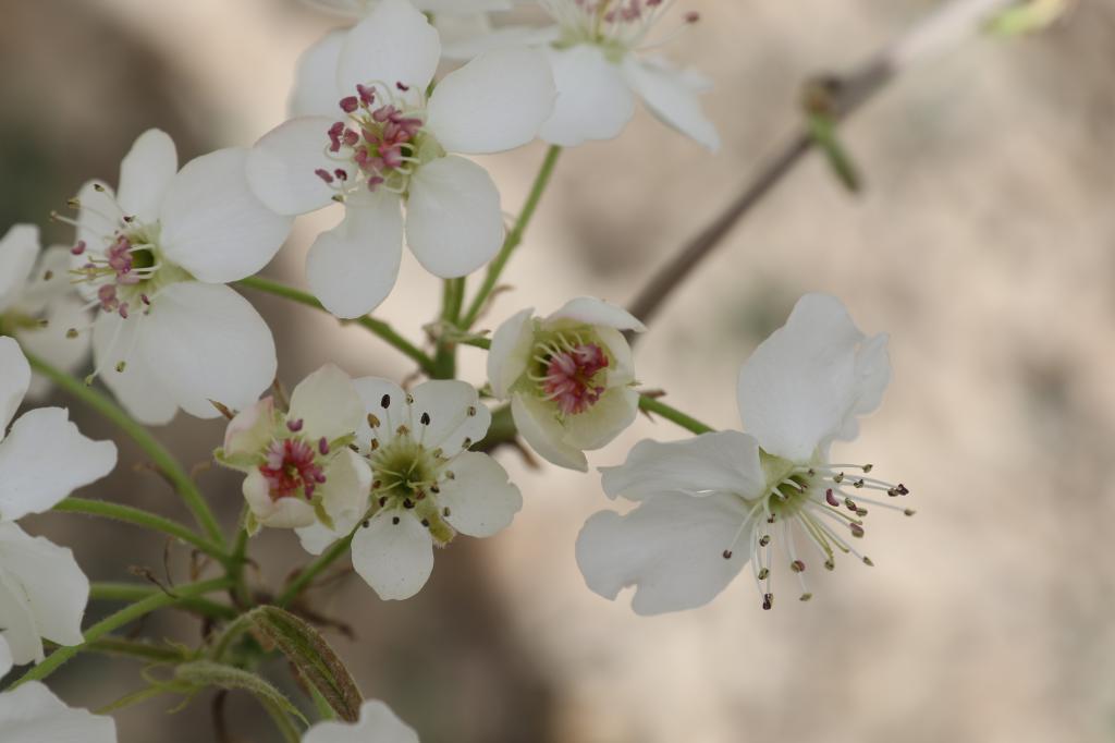 哦?梨花也有粉!