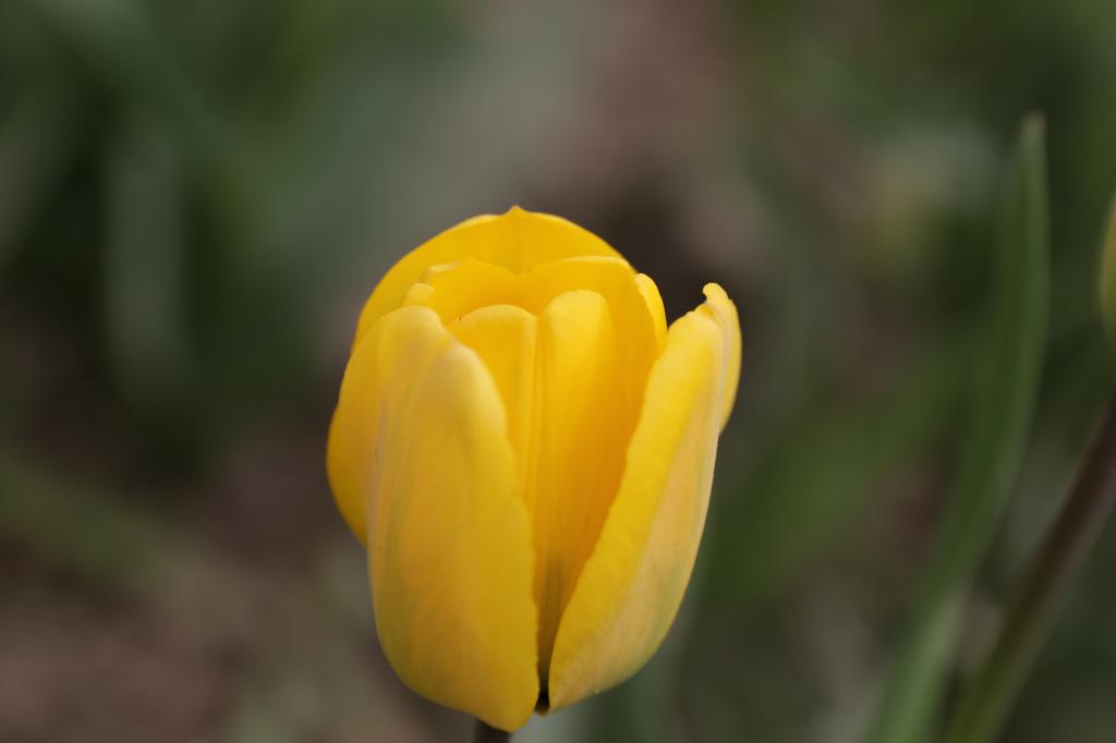 你不来,它不开。