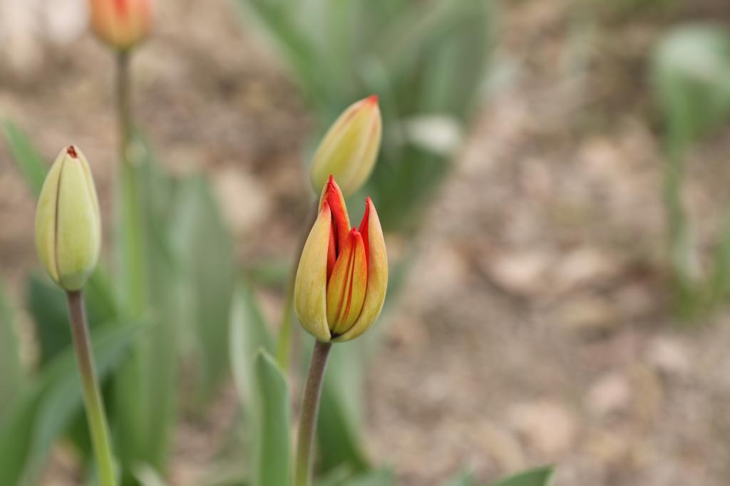 小荷才露尖尖角?不,原来是它!